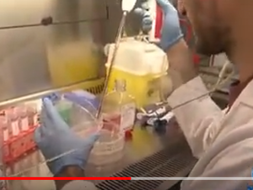 Variante Sudafricana Covid